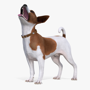 3D Jack Russell Terrier Spotted Waiting Pose