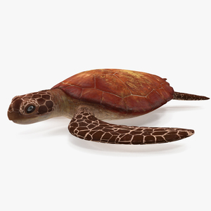 3D Sea Turtle Brown