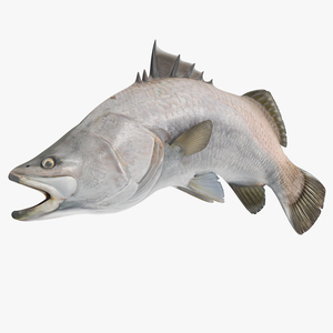 Barramundi Fish Swimming Pose 3D model