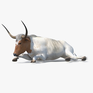 3D Lying Longhorn Bull White Color