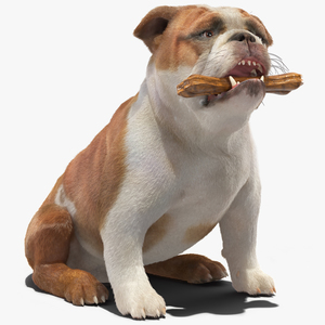 Bulldog with a Chewing Bone in His Mouth Fur 3D model