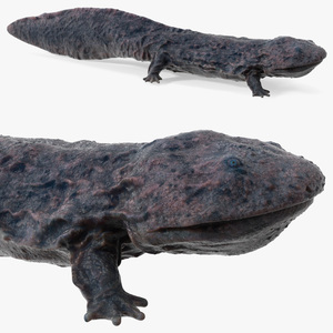 Salamander Dark Wet 3D model