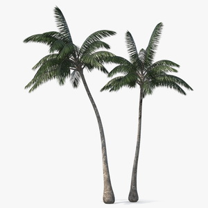 Palm Tree 3D model