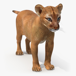 Puma Cub Standing Pose 3D