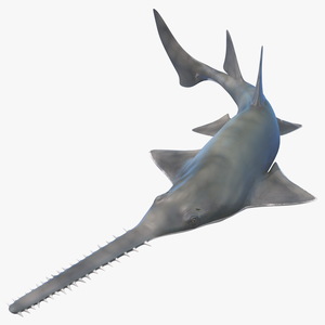 Sawfish Rigged 3D model