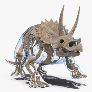 Triceratops Skeleton Fossil with Transparent Skin 3D model