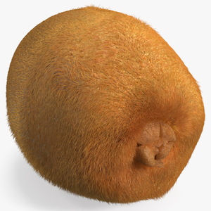 3D Kiwi with Fur model