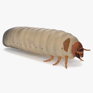 Maggot May Bug 3D model