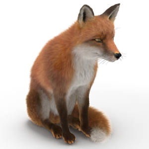 European Fox Sitting Pose Fur 3D model