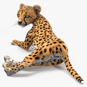 Cheetah Cub Lying Pose 3D