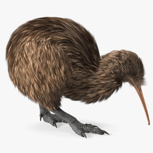 3D Cute Kiwi Bird Fur model