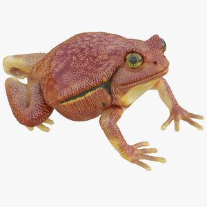 3D Tomato Frog Pose 4 model