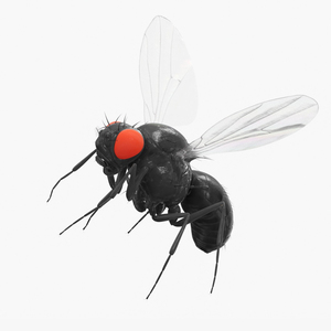 3D model Fruit Fly Black In Flight