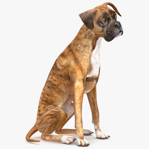 3D Sitting Dog Boxer Tiger Colored