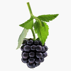 Blackberry with Leaves 3D