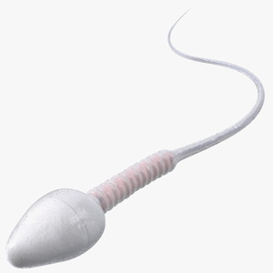 3D Human Sperm Cell Rigged model