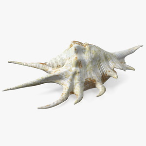 Sea Shell Spider Conch Lambis 3D model