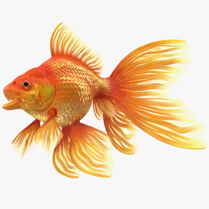 3D Orange Fancy Fantail Goldfish Rigged