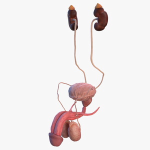 3D Male Reproductive and Urinary System