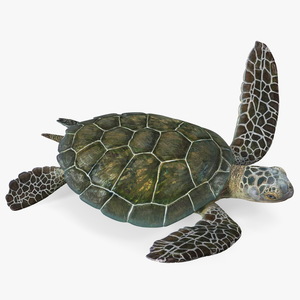 3D model Realistic Sea Turtle