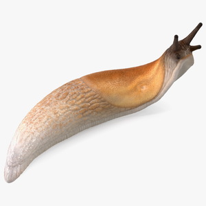 Lusitanian Slug Reaching Up 3D