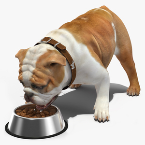 3D Bulldog Eats Out of the Bowl model