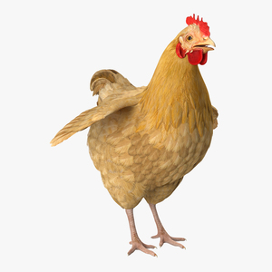 Chicken 3D model