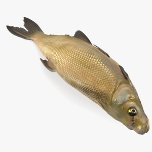 3D model Caught Bronze Bream Fish Lying