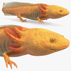 Axolotl Gold-Albino 3D model