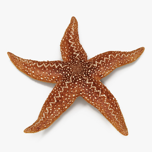 Starfish 2 Rigged 3D