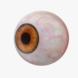 3D Human Eyeball model