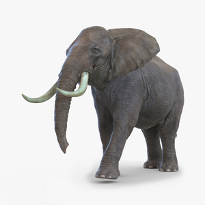 3D model Elephant Pose 2