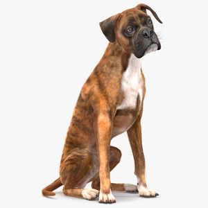 3D model Sitting Dog Boxer Tiger Colored Fur