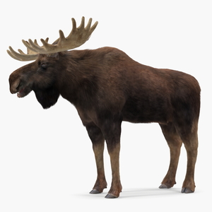 Bull Moose Fur 3D model