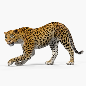 Leopard Rigged 3D model