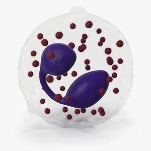 3D Eosinophil Blood Cell