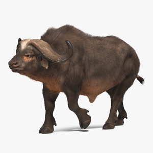 African Buffalo Walking Pose with Fur 3D