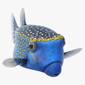 Ostracion Meleagris Fish Blue 3D model