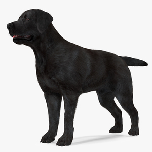 Labrador Dog Black Rigged Fur 3D model