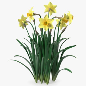 Daffodils Growing 3D