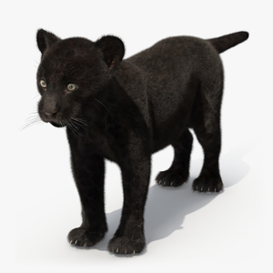 3D model Panther Cub Fur