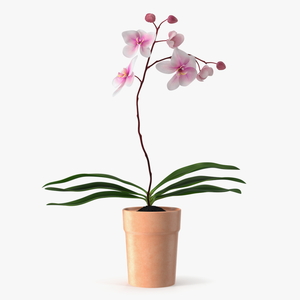 3D model Orchid with Clay Pot