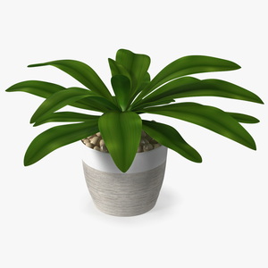 3D Indoor Plant Glauca Cordyline Potted