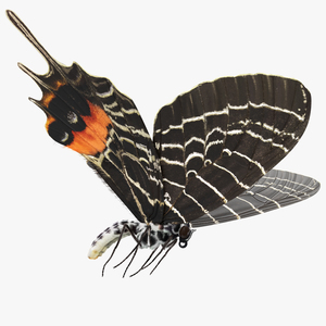 Bhutanitis Lidderdalii or Bhutan Glory Butterfly with Fur 3D