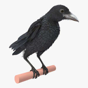 Raven Takeoff Animated Rigged 3D model