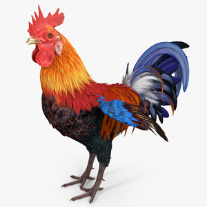 Rooster 3D model