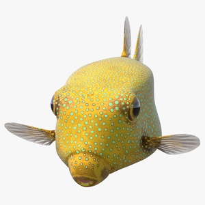 Yellow Spotted Boxfish 3D