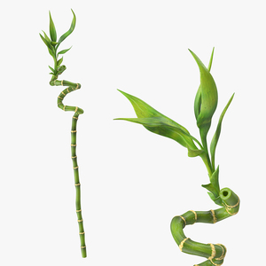 Lucky Bamboo Stem 3D