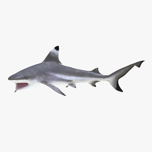 3D Blacktip Reef Shark Pose 2