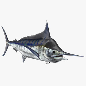 Black Marlin Fish 3D